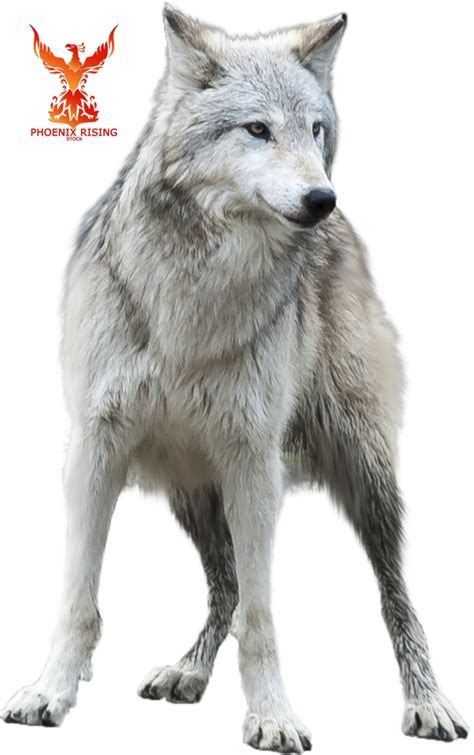 Artic Wolf By Phoenixrisingstock On Deviantart