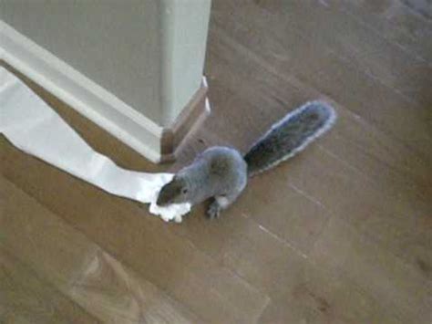 Squirrel Steals Toilet Paper Youtube