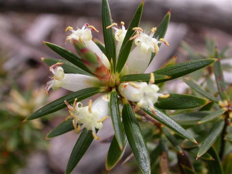 Cyathodes Glauca — Australian Plants Society Tasmania Inc