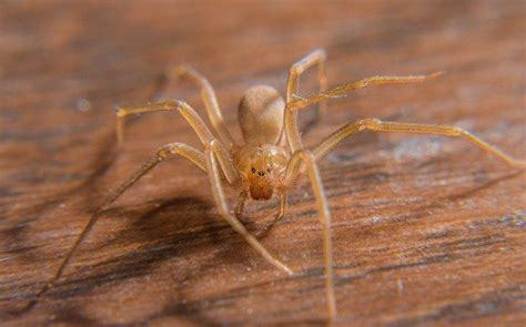 How Dangerous Are Brown Recluse Spiders In Aiken