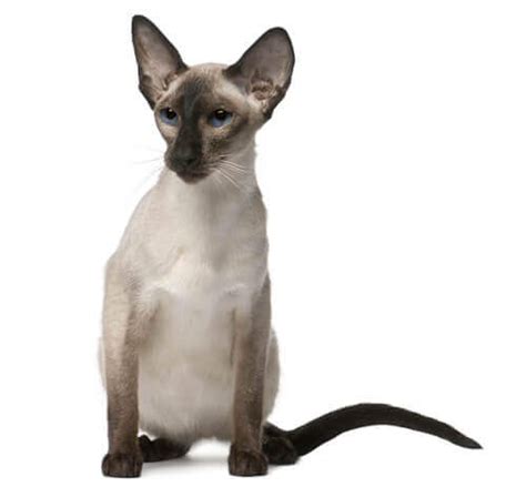 Balinese Cat Breed Information Purina