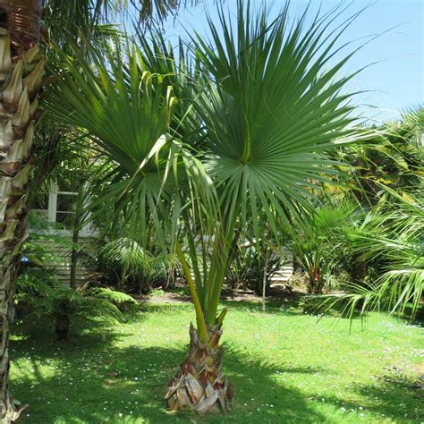 Dwarf Palmetto Tree Sabal Minor Atlanta Palms