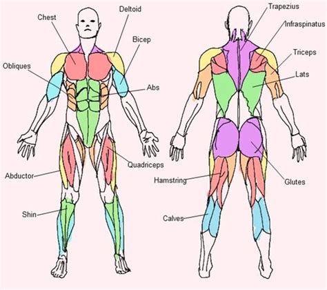 By Major Muscle Groups Muscle Body Male Slightly Rotate Gminfoit