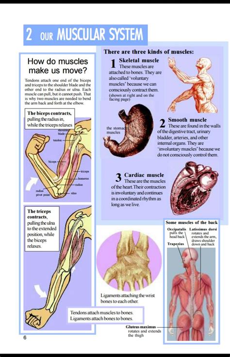 Parts And Function Of Human Body System