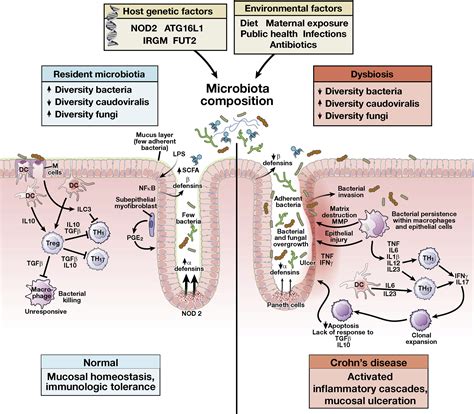 Roles For Intestinal Bacteria Viruses And Fungi In Pathogenesis Of