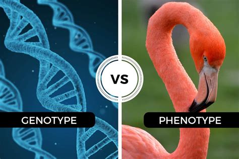 It is your unique genome that would be revealed by personal genome sequencing. Genotype vs Phenotype - An introduction and a great ...