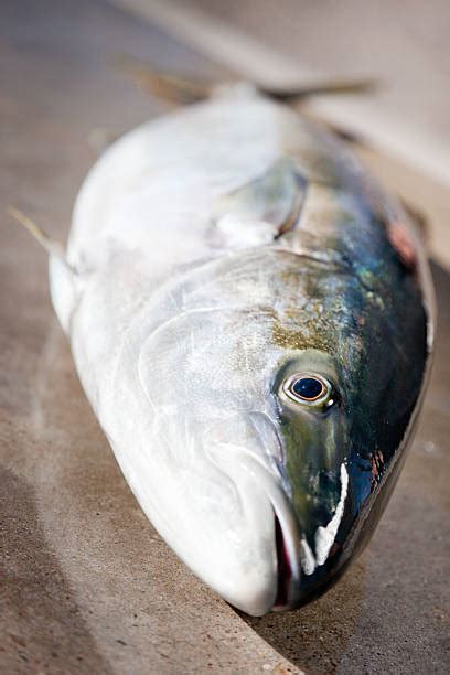 Yellowtail Amberjack Photos Stock Photos Pictures And Royalty Free