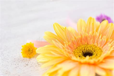 Yellow Gerbera Spring Flowers White Wooden Background Stock Image