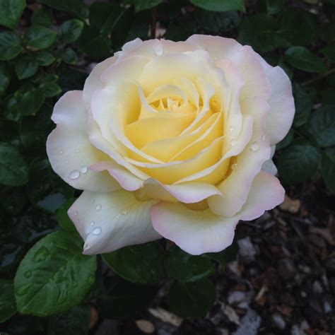 Oregold Rose With Dew Beautiful