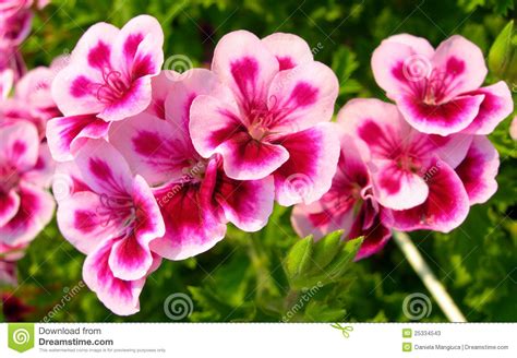 Pink And White Flowers Close Up Stock Image Image Of