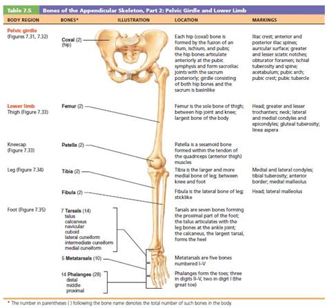 Bones Of The Pelvic Girdle And Lower Limb Pelvic Girdle Body