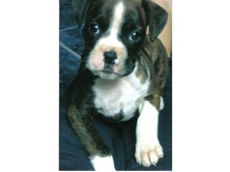 Find boxer puppies for sale. black, brown and white boxer puppy.jpg