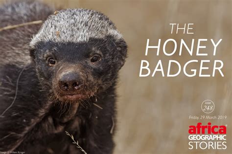 The Honey Badger Africa Geographic