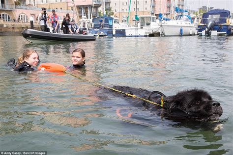 Meet The Pooches With Superpowers Who Can Rescue 10 People From The Sea