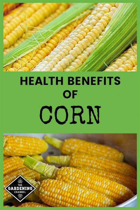 Learn The Health Benefits Of Corn And Why It Should Be A Crop In Your