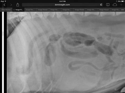 Taco Belle Times Tails Of A Baby Boomer Veterinarian Radiographs X