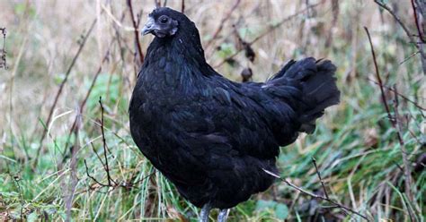 rare all black chickens found around the world