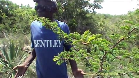 Bush Medicine Of The Bahamas Bertram Forbes 15 Bush Medicine Plants