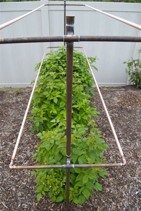 A previous tenant had created it, and i'd admired it for years as i walked. Raspberry trellis, connect to irrigation and let it water ...