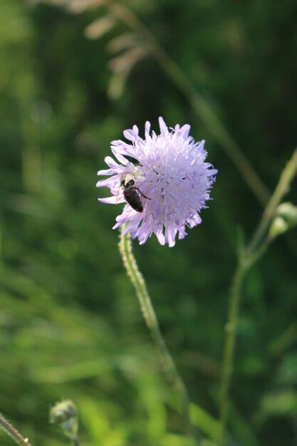 Una Abeja En Una Flor Morada Foto Premium