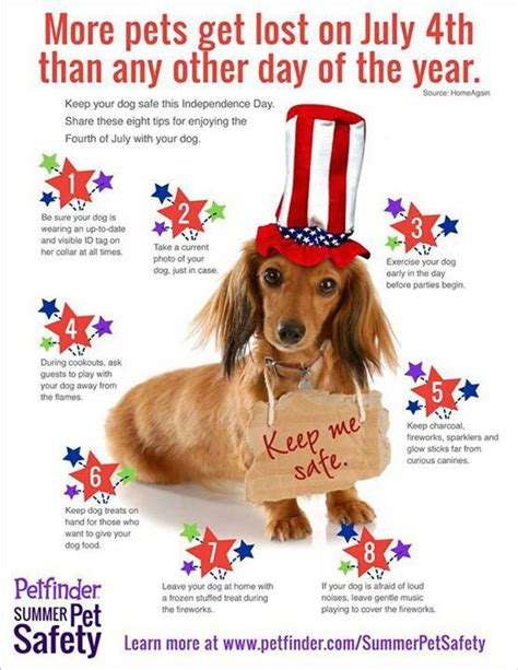 Safety Tips For Your Pet On The Fourth Of July Pet Safety Dog Safety