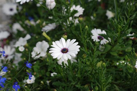 Free Images Blossom White Meadow Flower Botany Flora Wildflower