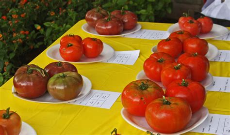 Plantanswers Plant Answers Tomato Contest 2016