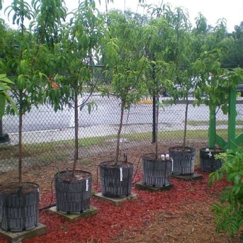 Thuja green giant arborvitae 15 gallon. 15 gallon peach trees (tropic snow) ready to be planted ...