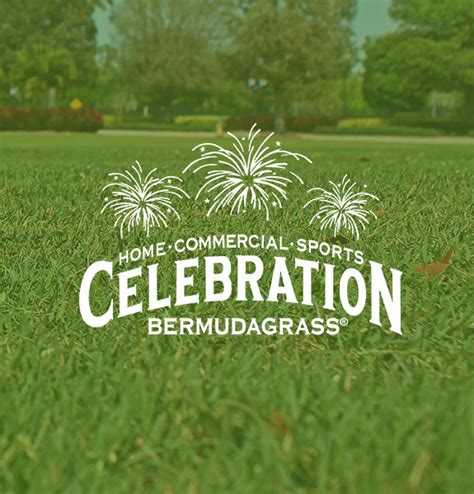 Celebration® Bermudagrass Becks Turf Inc