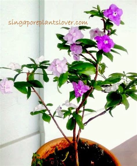 Singapore Plants Lover Yesterday Today Tomorrow