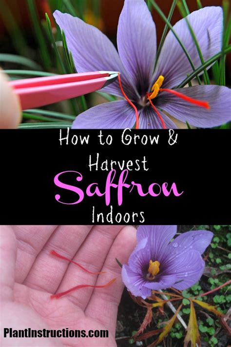 How To Grow Saffron Indoors Plant Instructions