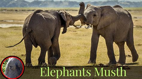 Elephants Musth Bull Elephants Behavior When They Are In Musth Youtube