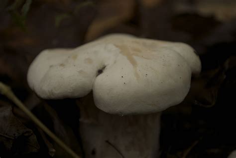 Extremely Hard White Mushroom Id Request Mushroom Hunting And