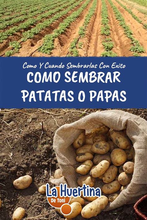 Como Sembrar Patatas O Papas En El Huerto Permaculture Herb Garden