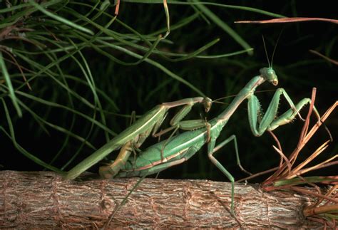 How To Tell The Difference Between Male And Female Praying Mantises