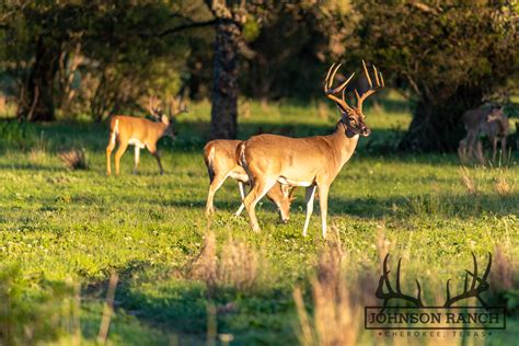 Native Texas Whitetail Deer Live Photos Johnson Ranch