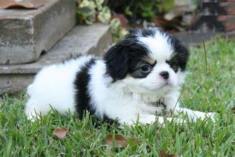 Japanese Chin Puppies Available 631 960 7296 For Sale