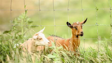 Goat Fence Ideas Gannfarmraised
