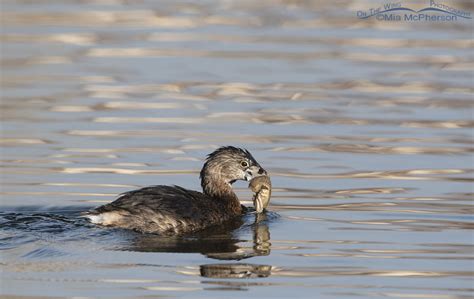 The Many Wonders Of Grebes A Bird That Can Live On Land And In Water