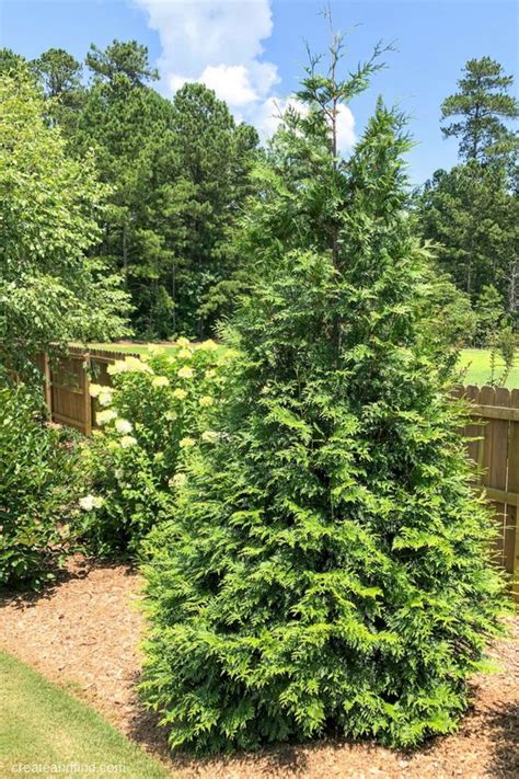 Fast Growing Privacy Trees Green Giant Arborvitae Privacy