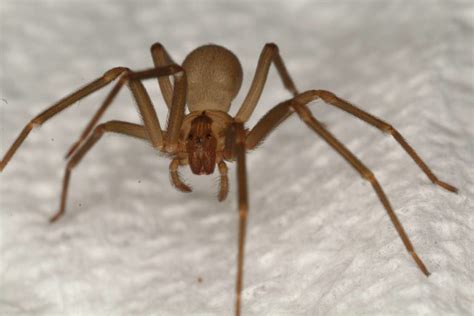 17 Spiders Found In Tennessee With Pictures Pet Keen