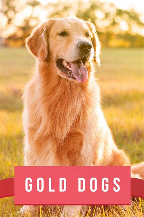 Golden Dog Breeds Meet 20 Gorgeous Gold Dogs