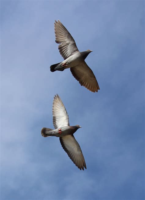 Free Images Bird Wing Sky Beak Flight Fauna Birds Pigeons
