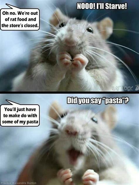 The Thing Is These Memes Of Rats Are Surprisingly Good Bored Panda