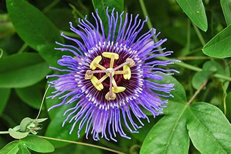 Other Home And Garden Items Home And Garden Hardy Blue Passion Flower Vine