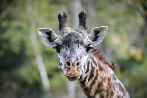 Giraffe Close Up Eric Kilby Flickr