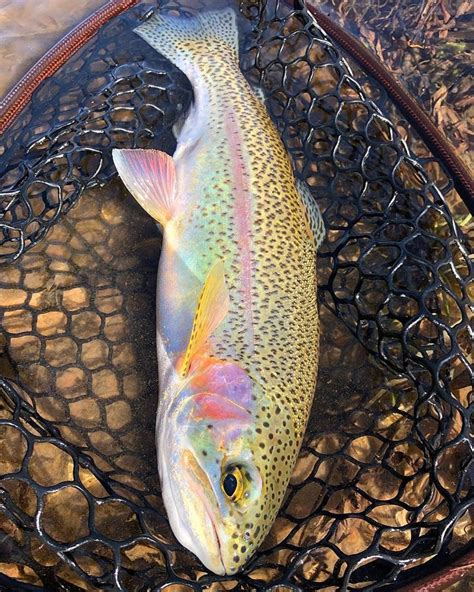 A Beautiful Native Rainbow Trout Caught By One Of Our Brand Ambassadors