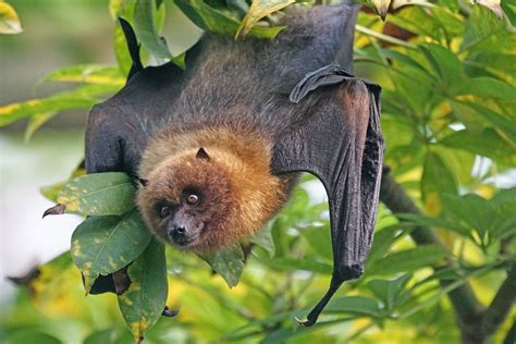 Misunderstood Flying Fox Could Prove Bat Species Demise Warn Scientists