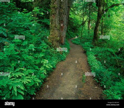 Path Through Old Growth Forest In The Columbia River Gorge Of The