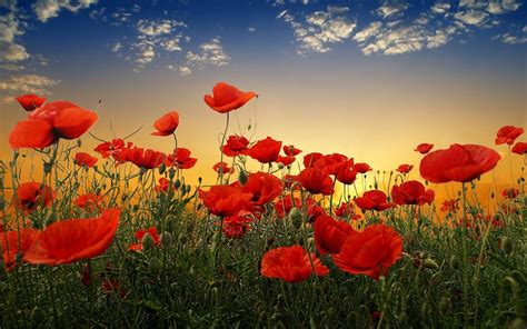 63 Red Poppy Wallpapers On Wallpaperplay